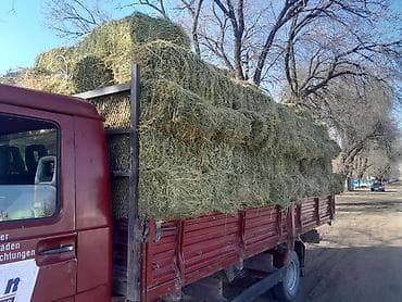 кормовая морковка: Беде сатылат договорная беде аралаш авсуг 1укос сатылат баасы — 4