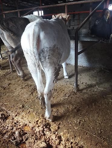 рыбы купить: Продаю | Бык (самец) | На откорм — 3