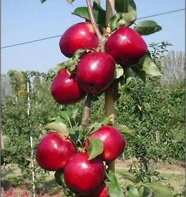 розы бишкек: Обрезаю сады выезд на территорию Кыргызстана — 1