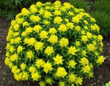 полька малина кочот: Продаю уличные многолетние цветы . Солнцелюбивые рас тения — 7