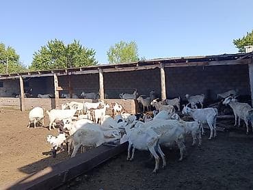 Гель лак, шеллак, Маникюр, Одноразовые расходные материалы