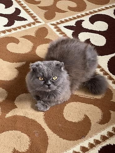 белые кошки купить: Шотландская вислоухая кошка, окрас голубой (серый). Плюшевая длинная — 1