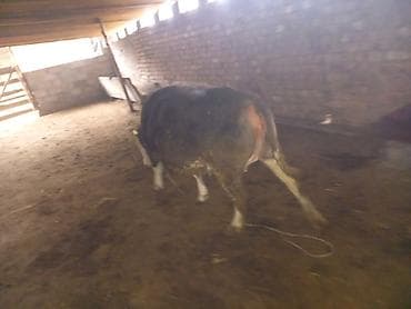 Аквариумдар: Сатам | Уй (ургаачы), Кунаажын | Сүт алуу үчүн — 3