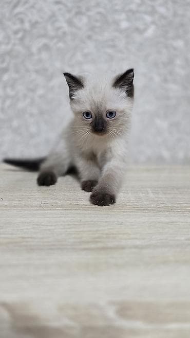 отдам в добрые руки: Беспородная, 2 месяца, Мальчик, Приучена к лотку — 1