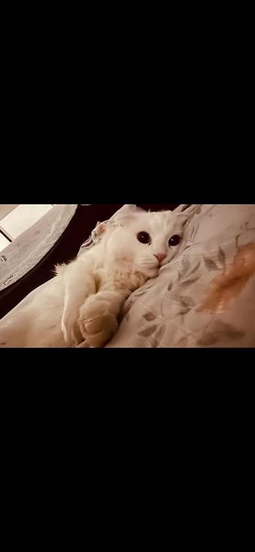 scottish fold: Белая домашняя кошка с редкими загнутыми ушками (тип «американский — 2