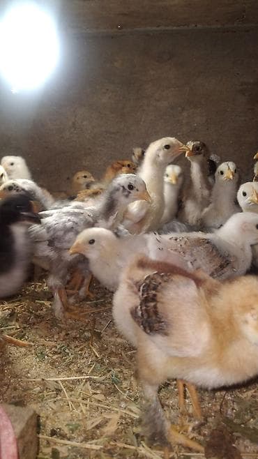 А/ч жаныбарлары үчүн тоюттар: Сатам | Балапандар — 3