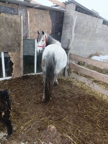 кой союп: Сатам | Жылкы (эркек) | Жумушка — 1