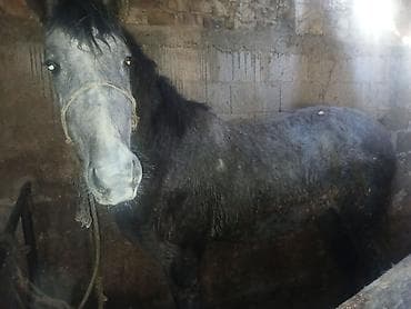 дорого тай: Продаю | Конь (самец) | На забой — 7