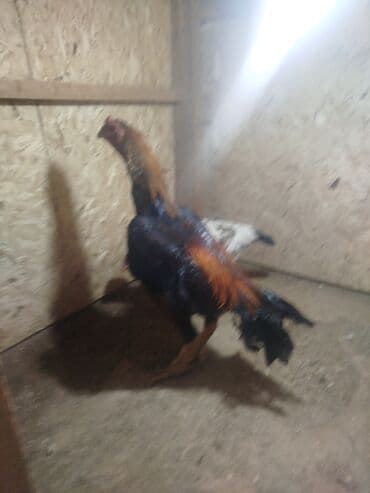 собаки рынок в бишкеке цены: Дакан тулок короз сатылат активный алмашу жолдору бар адрес Бишкек — 6