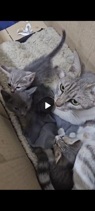 carters для мальчика: Бурманская, 2 месяца, Девочка, Серый, Проглистована — 3