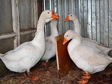 цена страуса: Гуси и утки Продаём гусей и уток. Гуси - живые 0 сом, тушки - от 800 — 3