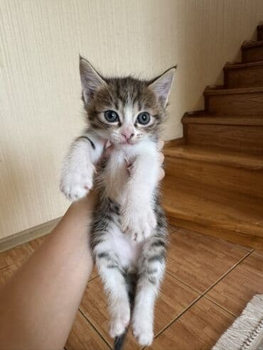 продам домик для кошки: Отдам в хорошие руки котят❗️ — 2