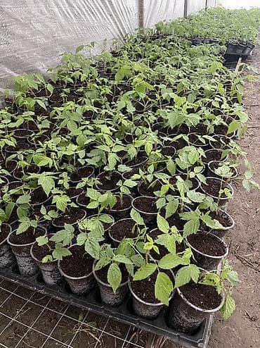 для фрукты: Принимаю предзаказ на качественную рассаду ремонтантной малины в — 1