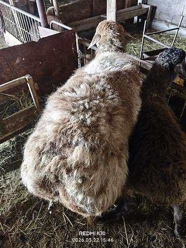 С/х животные и товары: Продаю | Баран (самец) — 2