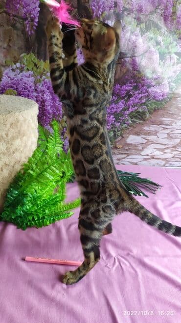 новорожденные котята: Бенгальские Детки .проф питомник Бен Гла Мур. предлагает Девочек и — 6