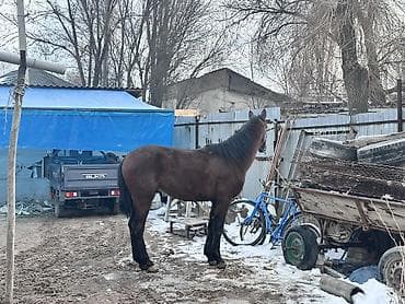 бойка эр: Сатам | Байтал | Жумушка | Мерин — 3