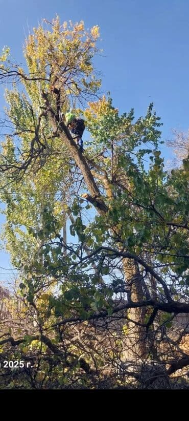 моляр по дереву: Тал, Бак, Жаңгак акацса Дуб Орехи терек карагач Отун кылып даярдап — 1