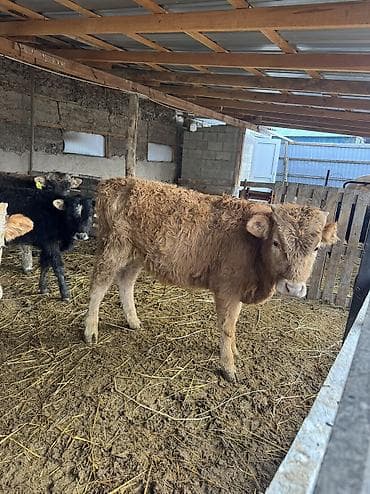 Ветеринар кызматы: Сатам | Бука (эркек) | Аргын, Симментал, Айршир | Көбөйтүү үчүн | Байланган — 9