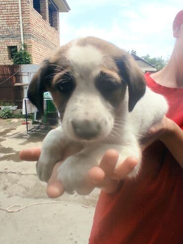 щенки белгийскоц овчарки: Ит бекер берилет: 2 айлык, Эркек — 1