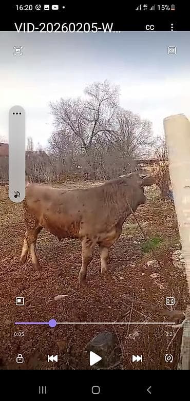 купить бычка: Продаю | Бык (самец) | Швицкая, Симментальская | На откорм — 5