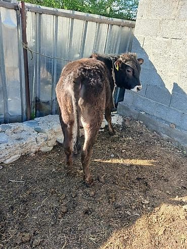 швицкая порода коров: Продаю | Бык (самец) | Полукровка | На откорм | Привязанные — 2