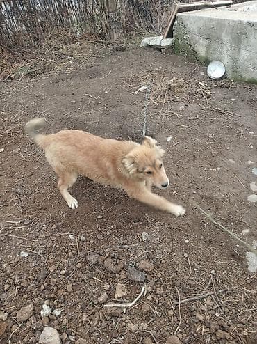 мал айдаган ит керек: Отдам даром щенят самцы Сокулук — 4