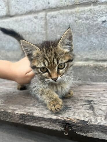 корм для кошек и котят: Мышык бекер берилет: Породасыз, 2 айлык, Ургаачы, Лотокко барууга үйрөтүлгөн — 10