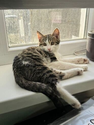 сколько стоит котенок шотландский вислоухий: Котёнок, полосато-белый, домашний. Активный и ласковый компаньон — 1