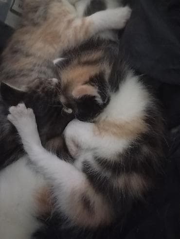 Продажа кошек: 🐾 Ищу добрые руки для котят Кошка родила 5 котят. Сейчас малыши — 9