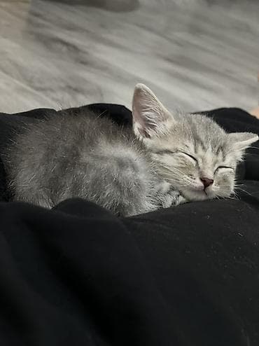 В связи с переездом в другую странувынуждена отдать маму кошку с lalafo.kg да В связи с переездом в другую странувынуждена отдать маму кошку с