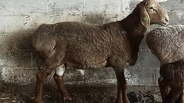 вин кот: Продаю | Баран (самец) | Полукровка, Арашан | Для разведения — 3