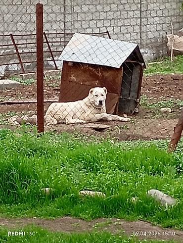 Алабай, 8 месяцев, Самец at lalafo.kg Алабай, 8 месяцев, Самец