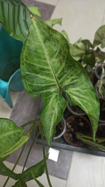 Алоэ: Смнгониумы детки, цена за штуку, район Ошского рынка, самовывоз — 6