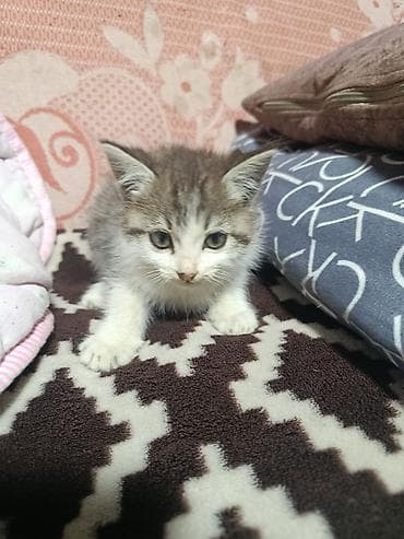 Животные: Котёнок, пушистый комочек счастья - Окрас: серо-белый, тигровый на — 1