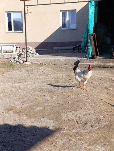 купить корм для перепелов несушек: Продаю | Петух | Для разведения — 7