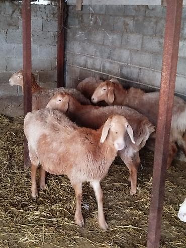 канарейка купить: Продаю | Овца (самка) | Для разведения | Племенные — 4