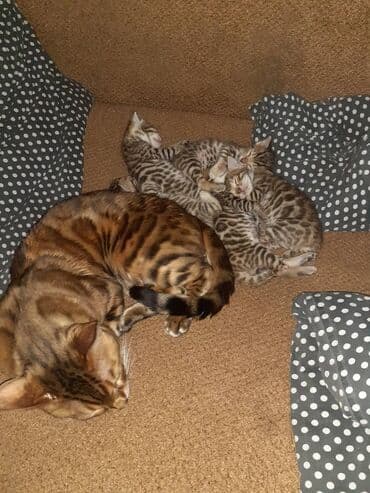 Бенгальская, 1 месяц, Мальчик, Черепаховый, Приучена к лотку