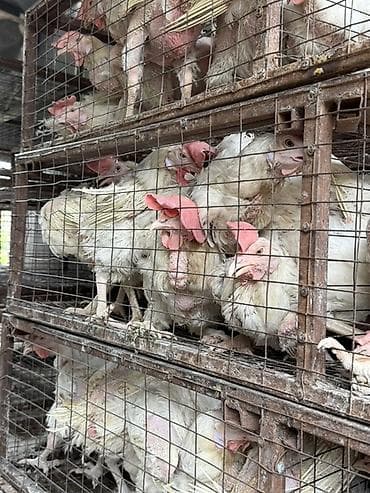 швиц бука: Продаю | Куры | Несушки — 1