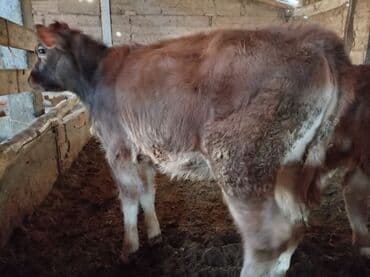 нарын ит: Сатам | Кунаажын | Швиц | Көбөйтүү үчүн — 7