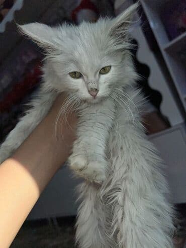 отдам в добрые руки: Очень ухоженная но помотанная кошечка дворняжка напоминает породу — 3