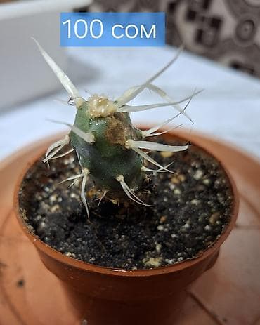 цветок выскочка купить: Продаю адениум — 6