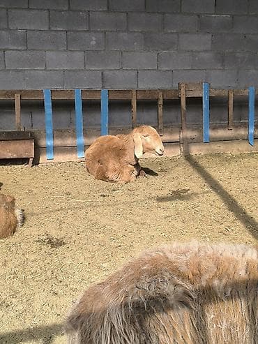 арашанские матки: Продаю | Ягненок | Арашан | Для разведения | Племенные — 3