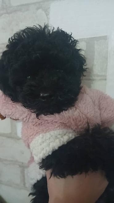 московский той терьер: Пудель, 2 месяца, Самка, С прививкой — 3