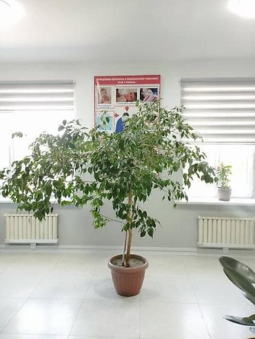 старые сундуки: Фикус Бенджамина в крупном размере в декоративном пластиковом кашпо — 1