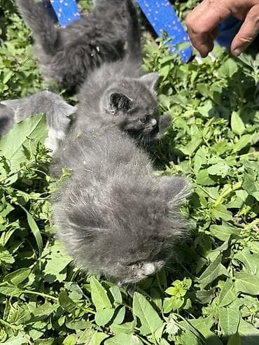 станок для гранулирования корма: Котята, пушистые комочки счастья. - Окрас: - Дымчато‑серые — 10
