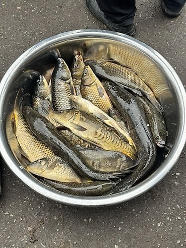 балык чарба: 🎣 КУПЛЮ РЫБУ ДОРОГО! 💰 📍 Принимаю на постоянной основе: — Сазан — — 7