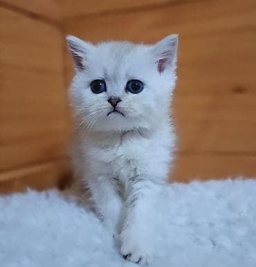 драбилка мини: Скотиш Страйт (Шотландская прямоухая), 2 месяца, Девочка, Серебристая шиншилла, Приучена к лотку, Проглистована — 2