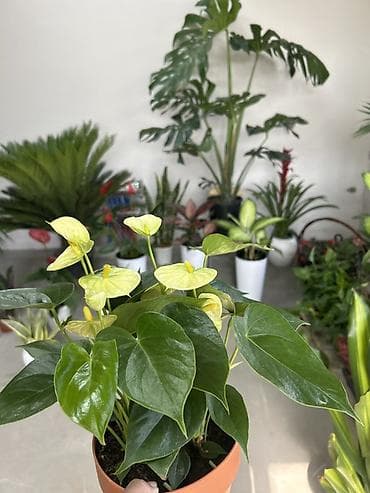 Дом и сад: Антуриум (Anthurium) с кремово‑лаймовыми покрывалами - Компактный — 2