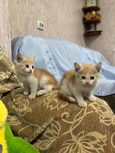 манчкин котенок: ОТДАМ В ДОБРЫЕ РУКИ! Только ответственным людям в хорошие условия! — 7