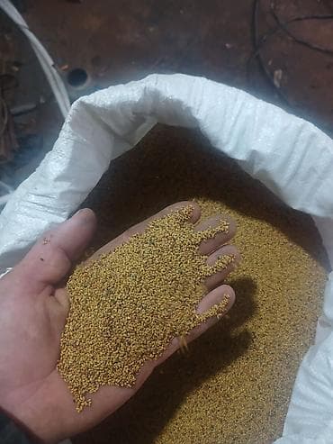 жумуртка бролер: Семена люцерны 6 лет местные семена — 3